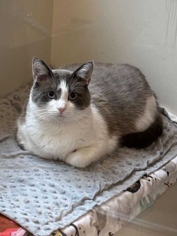 Enlarge Yahtzee, a Adoptable mixed breed in Santa Rosa, CA image 5/6