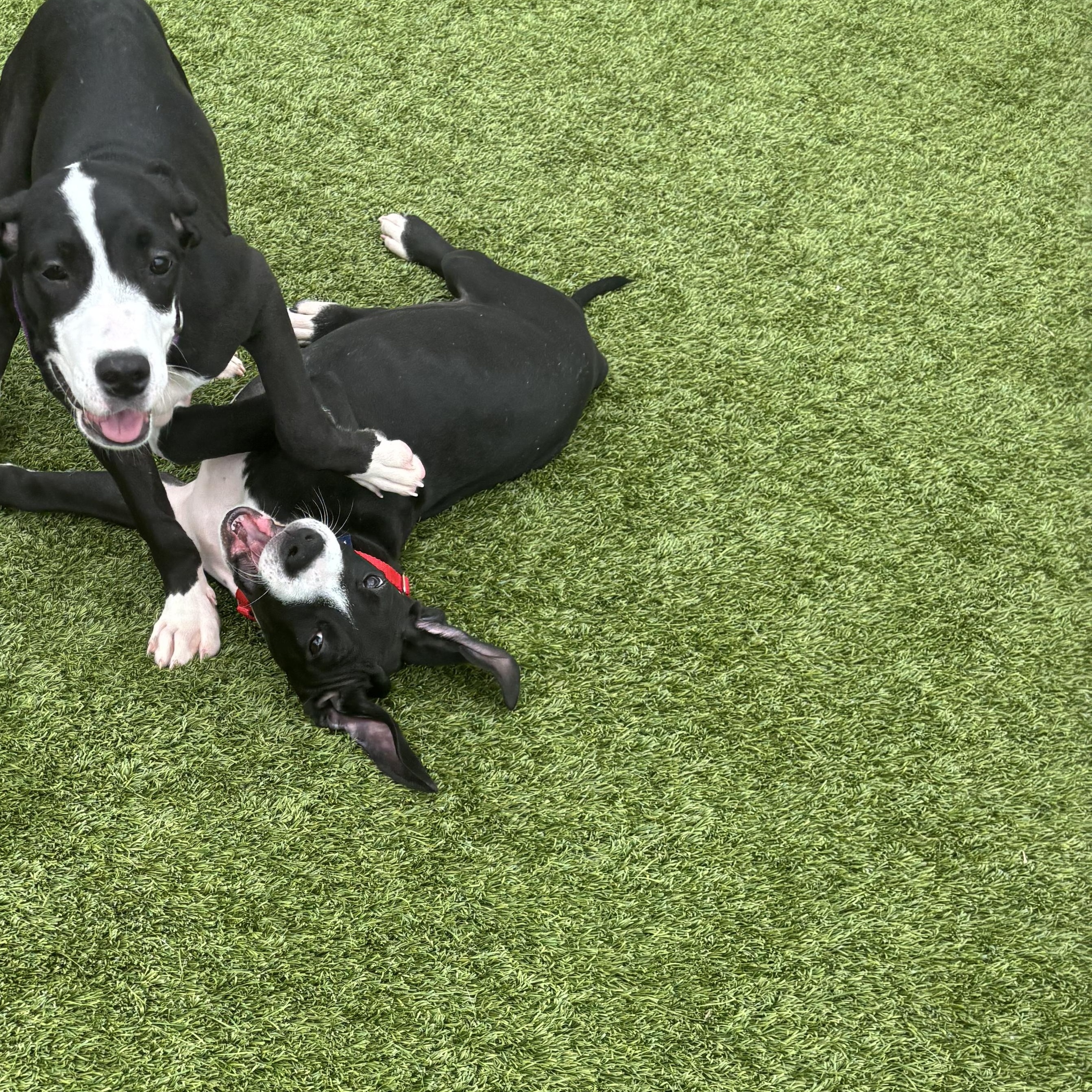 Mona Lisa, Adoptable, Puppy Female Great Dane & Pointer.