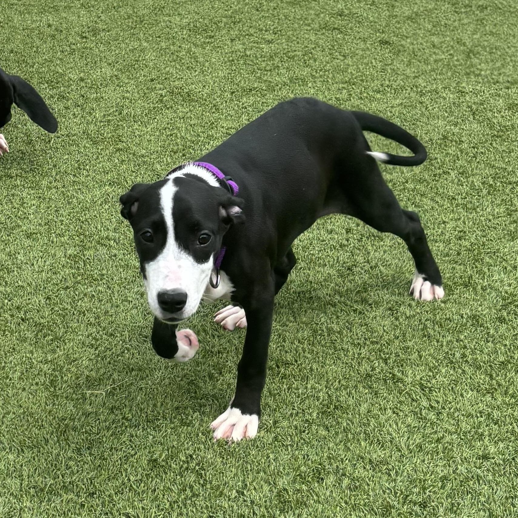 Enlarge Mona Lisa, a Adoptable mixed breed in Liberty, MO image 3/4