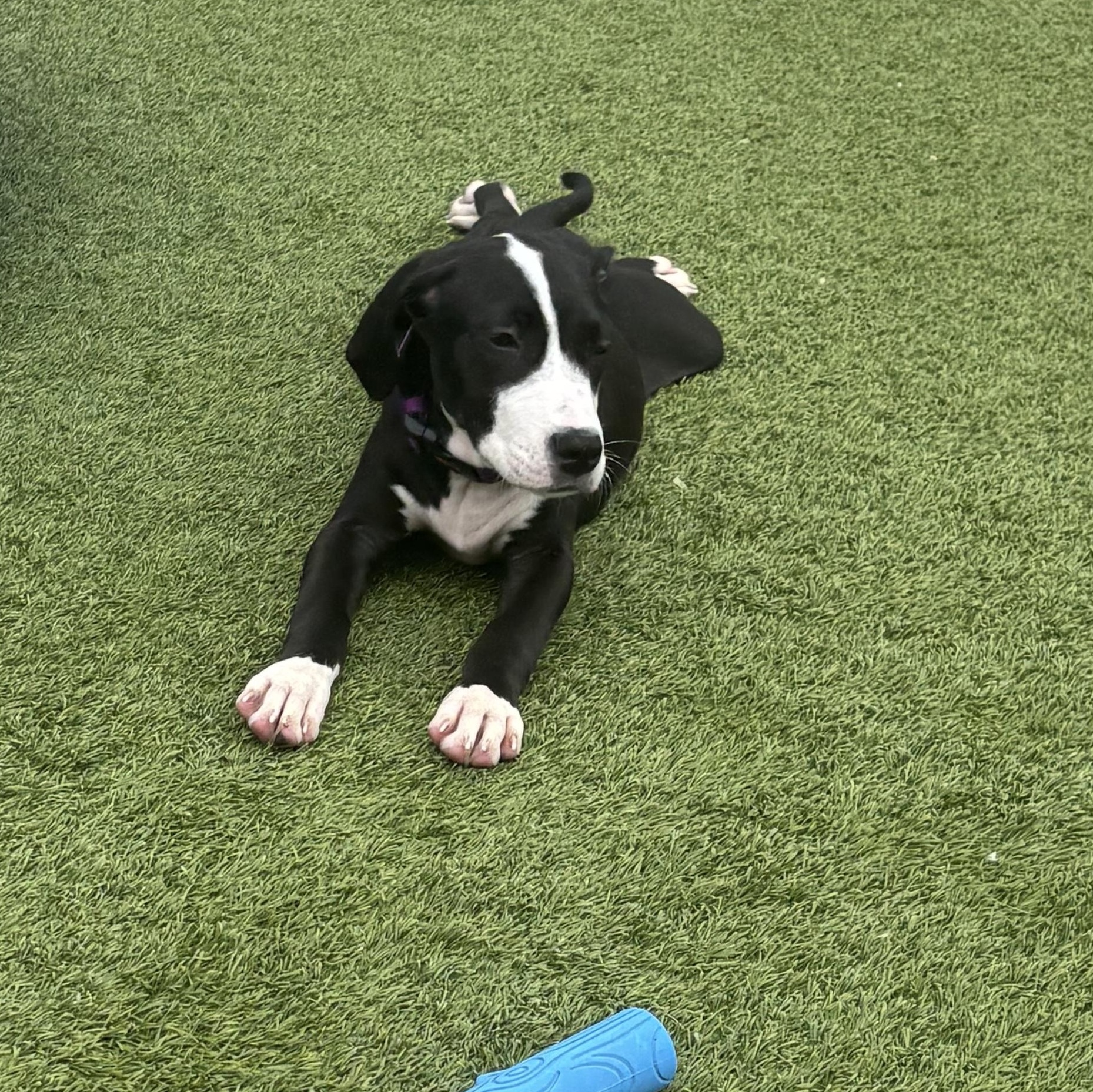 Enlarge Mona Lisa, a Adoptable mixed breed in Liberty, MO image 4/4