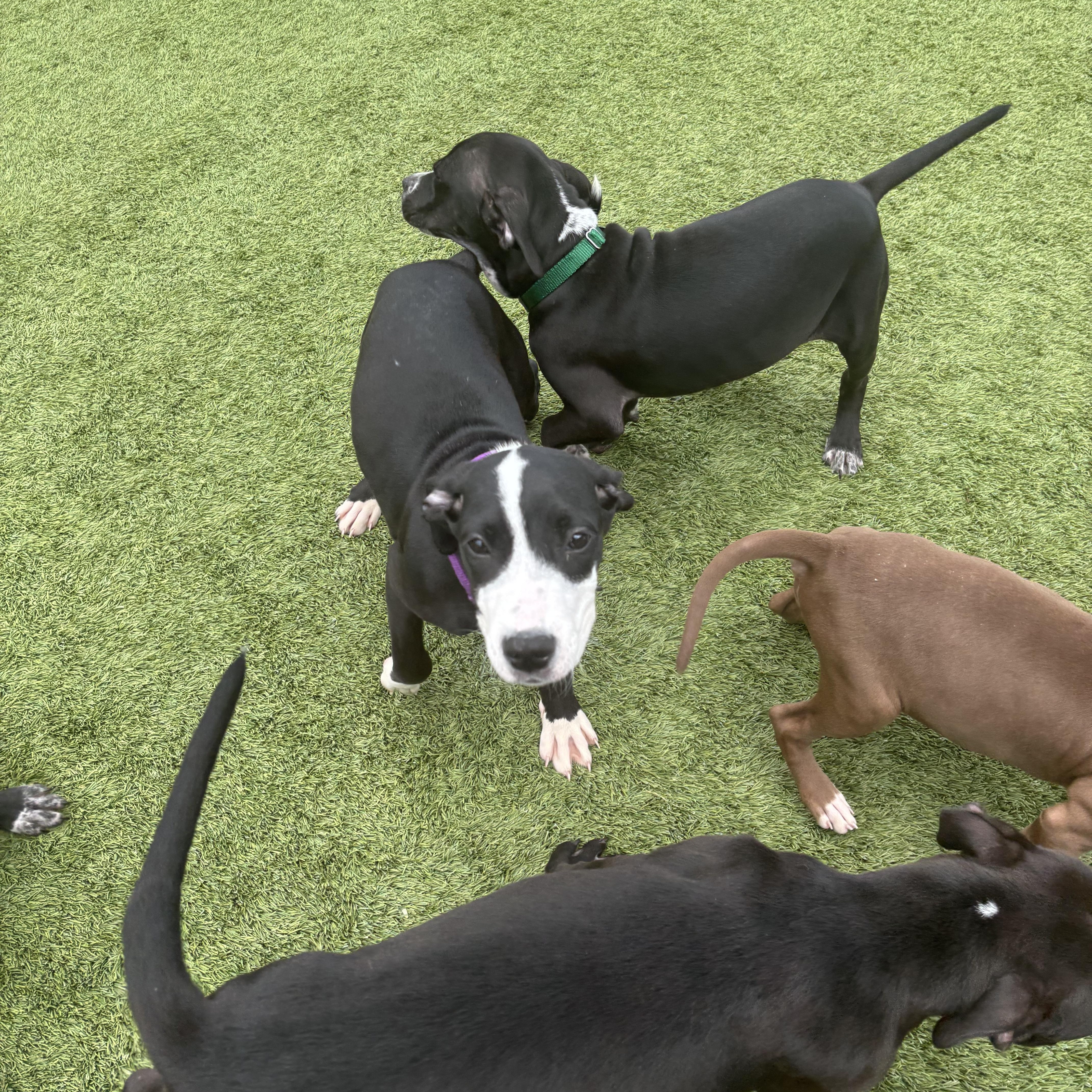 Enlarge Mona Lisa, a Adoptable mixed breed in Liberty, MO image 2/4