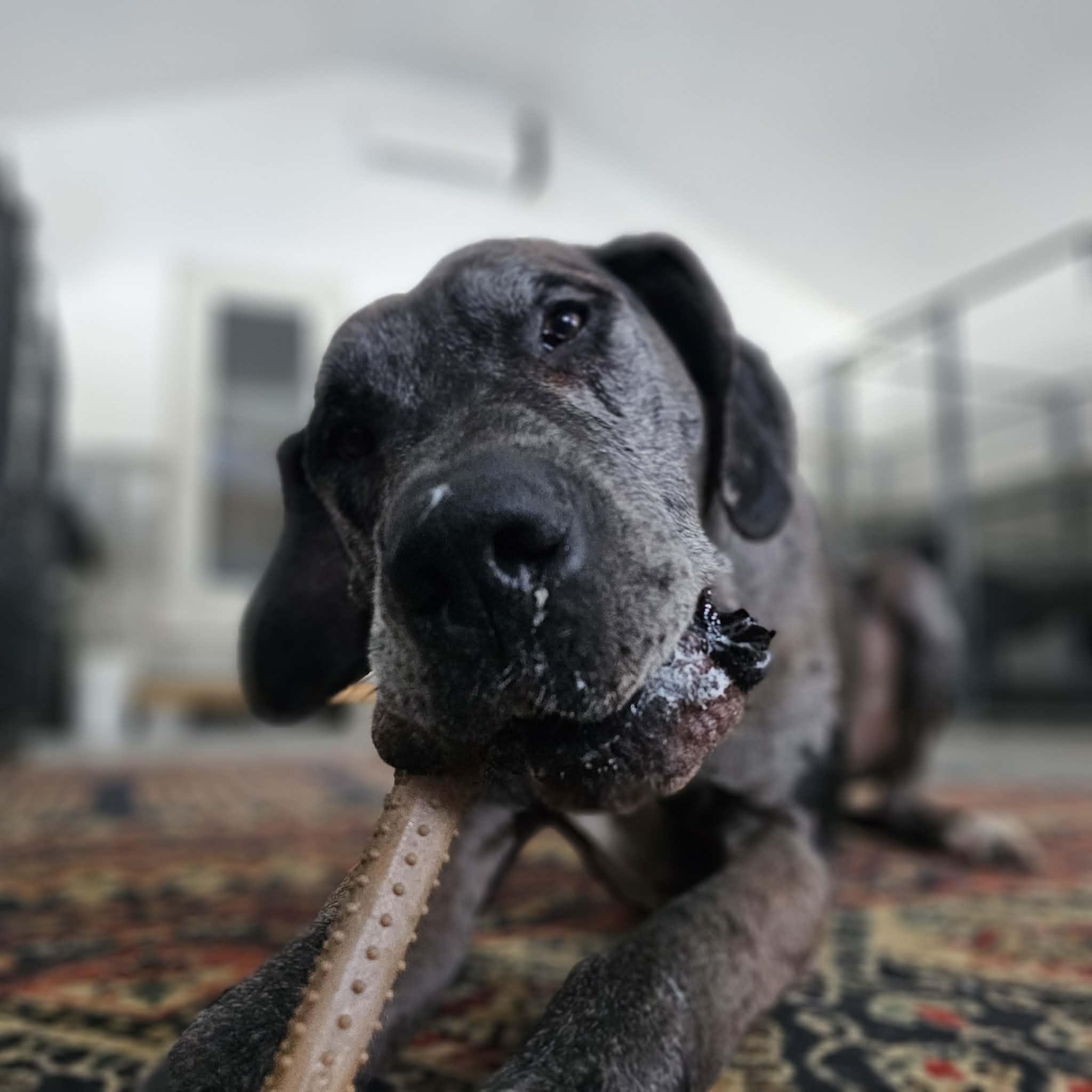 Enlarge Ryder, a ADOPTABLE Great Dane in Bethlehem, CT image 2/3