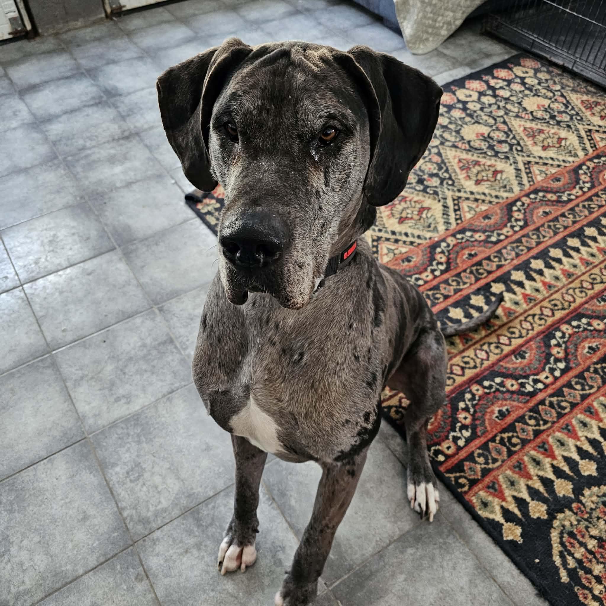 Enlarge Ryder, a ADOPTABLE Great Dane in Bethlehem, CT image 3/3