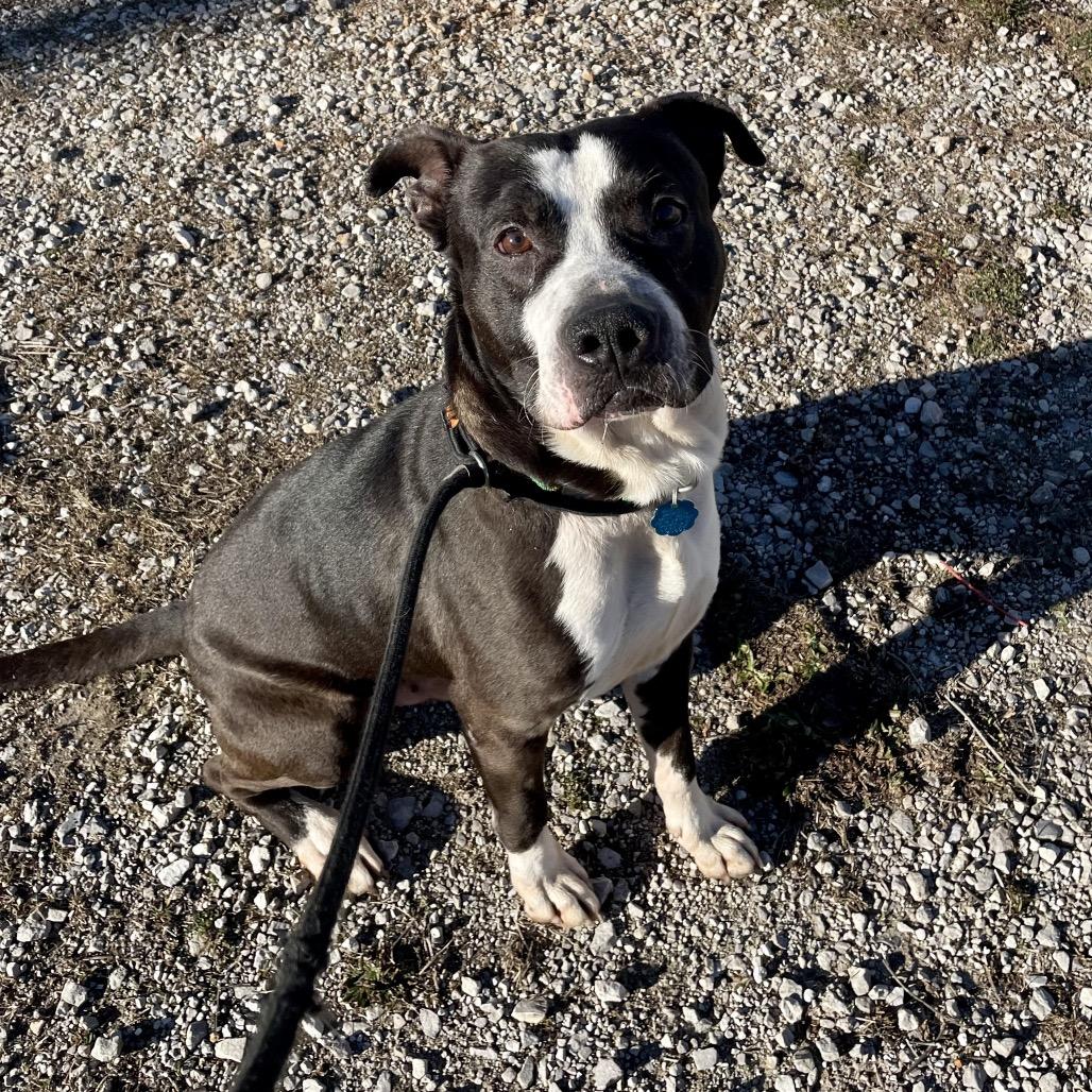 Enlarge Zader, a Adoptable mixed breed in Springfield, MO image 1/2