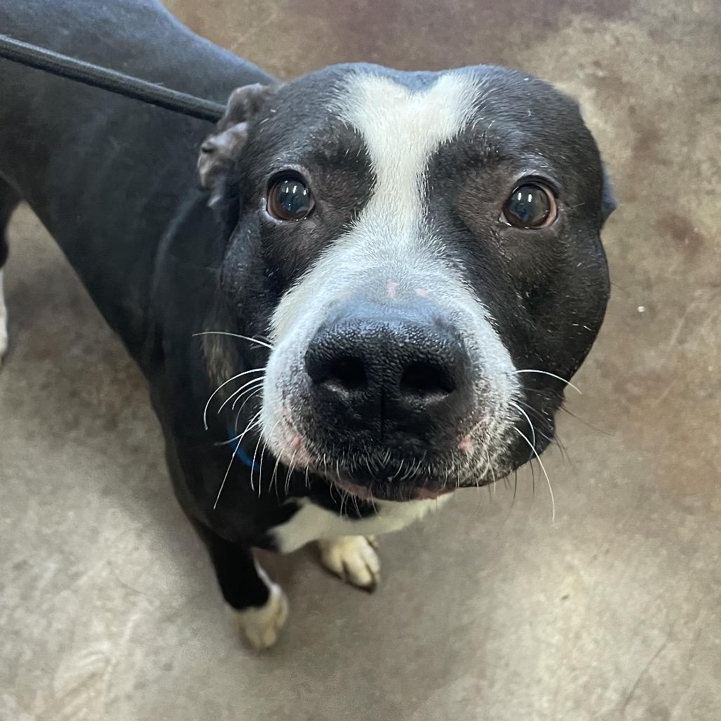 Enlarge Zader, a Adoptable mixed breed in Springfield, MO image 2/2