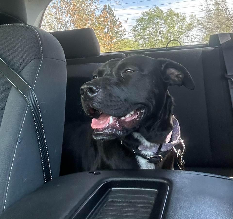 Dina $250, Adoptable, Young Female Labrador Retriever & Mixed Breed.