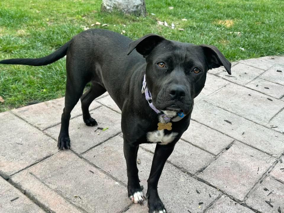 Dina $250, a Adoptable mixed breed in Milwaukee, WI image 2/4