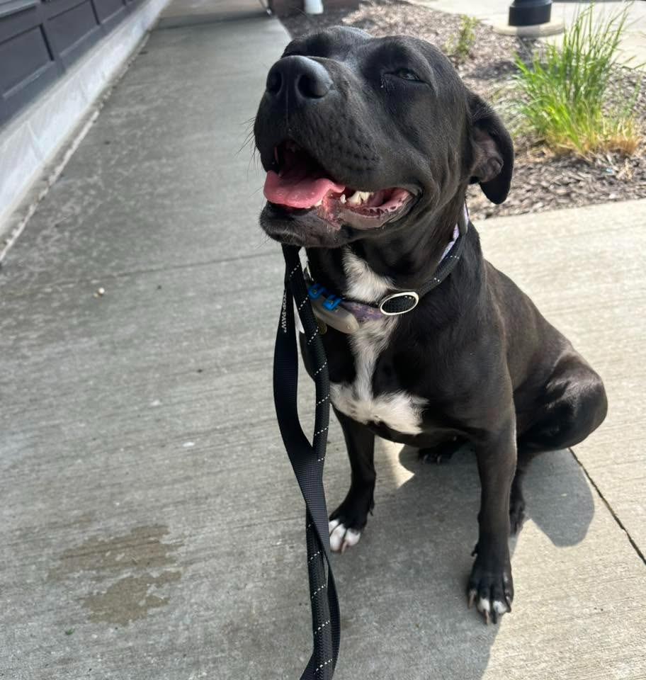 Dina $250, a Adoptable mixed breed in Milwaukee, WI image 3/4
