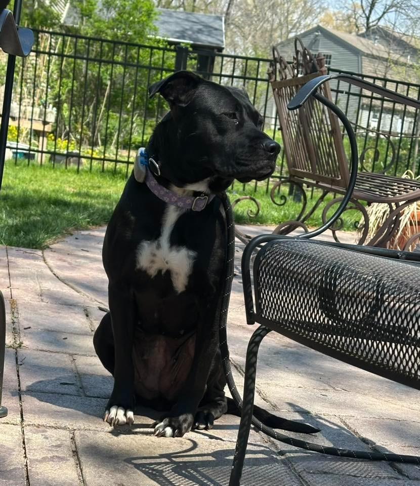 Dina $250, a Adoptable mixed breed in Milwaukee, WI image 4/4
