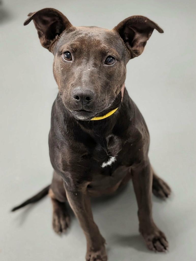 Enlarge Lara, a Adoptable mixed breed in Kingsland, GA image 1/4