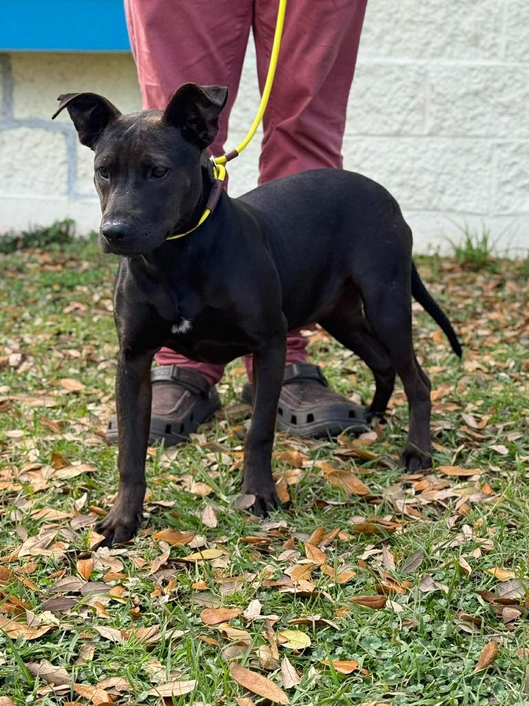 Enlarge Lara, a Adoptable mixed breed in Kingsland, GA image 2/4