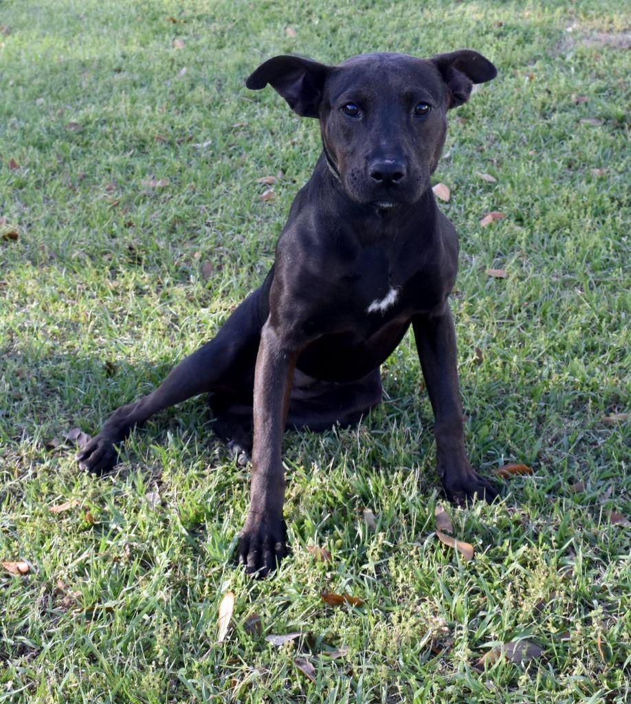 Enlarge Lara, a Adoptable mixed breed in Kingsland, GA image 3/4