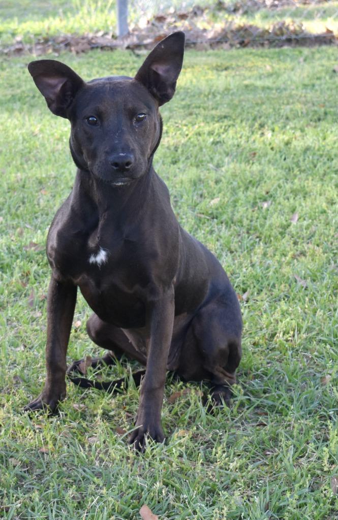 Enlarge Lara, a Adoptable mixed breed in Kingsland, GA image 4/4