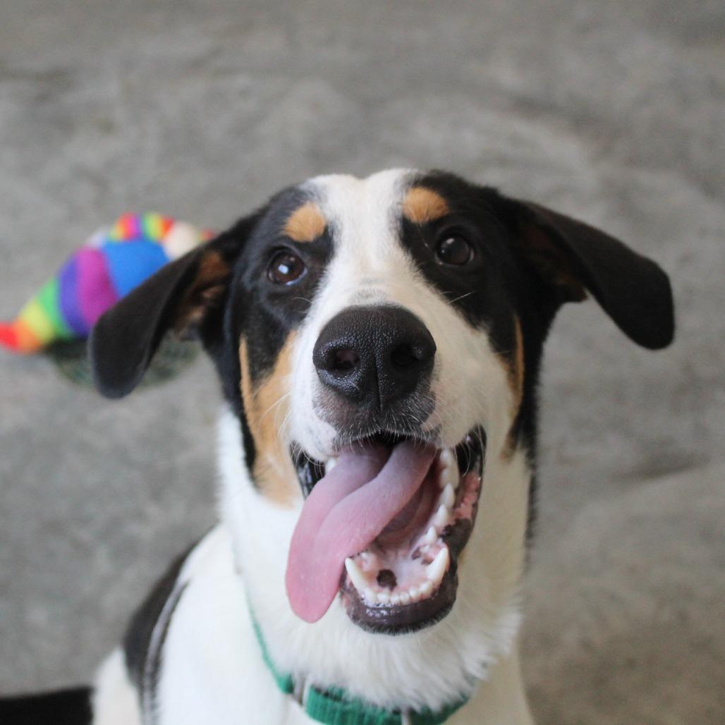 Enlarge Daniel, a Adoptable mixed breed in Melbourne, KY image 1/6