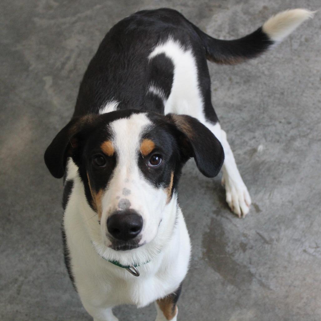 Enlarge Daniel, a Adoptable mixed breed in Melbourne, KY image 2/6