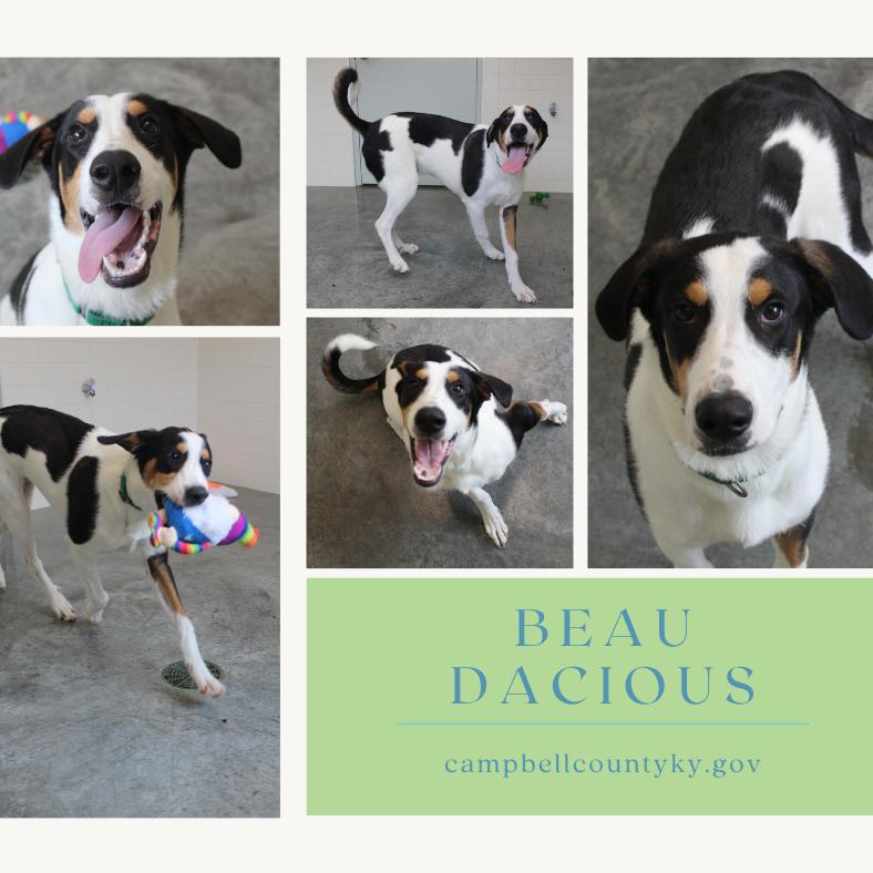 Enlarge Daniel, a Adoptable mixed breed in Melbourne, KY image 4/6