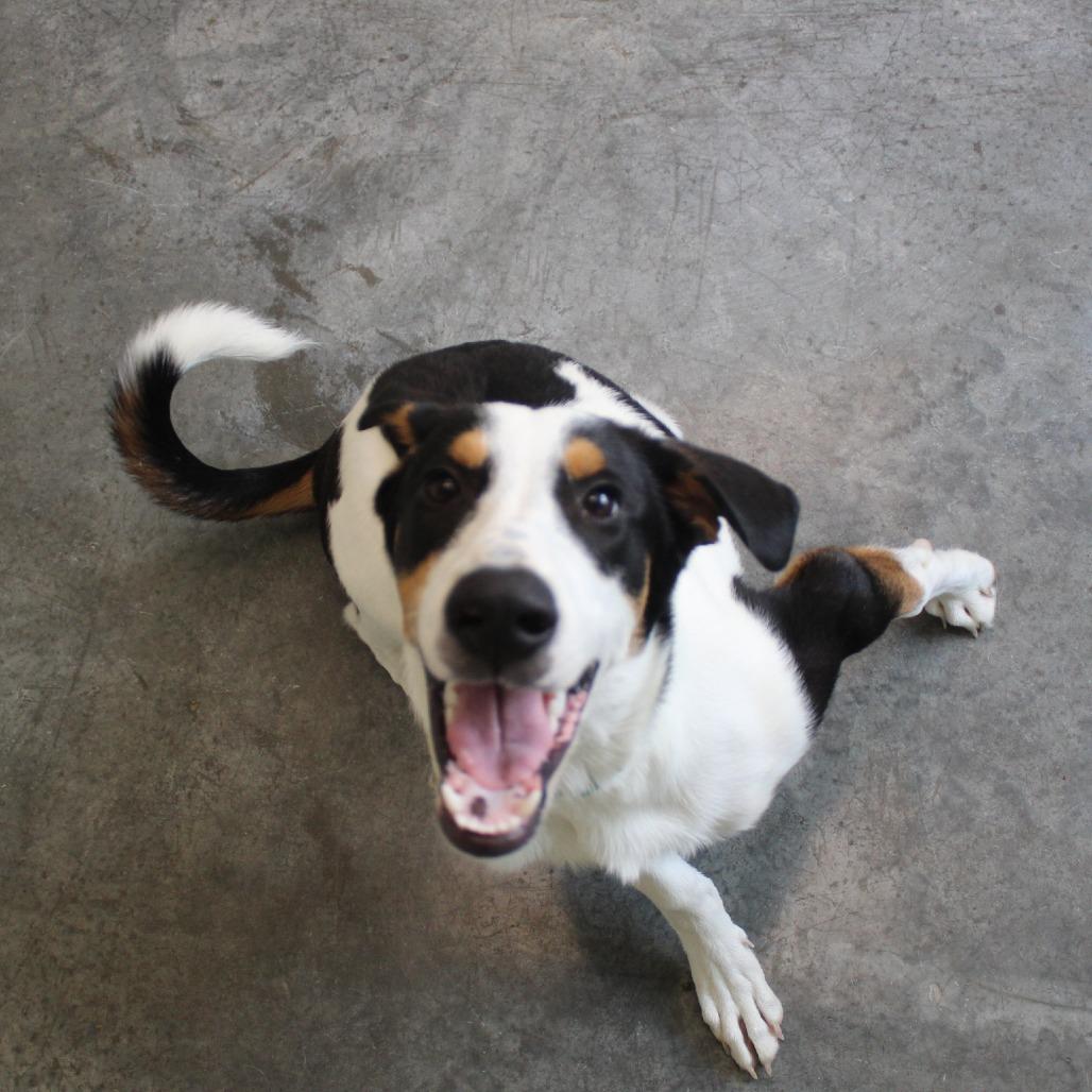 Enlarge Daniel, a Adoptable mixed breed in Melbourne, KY image 5/6