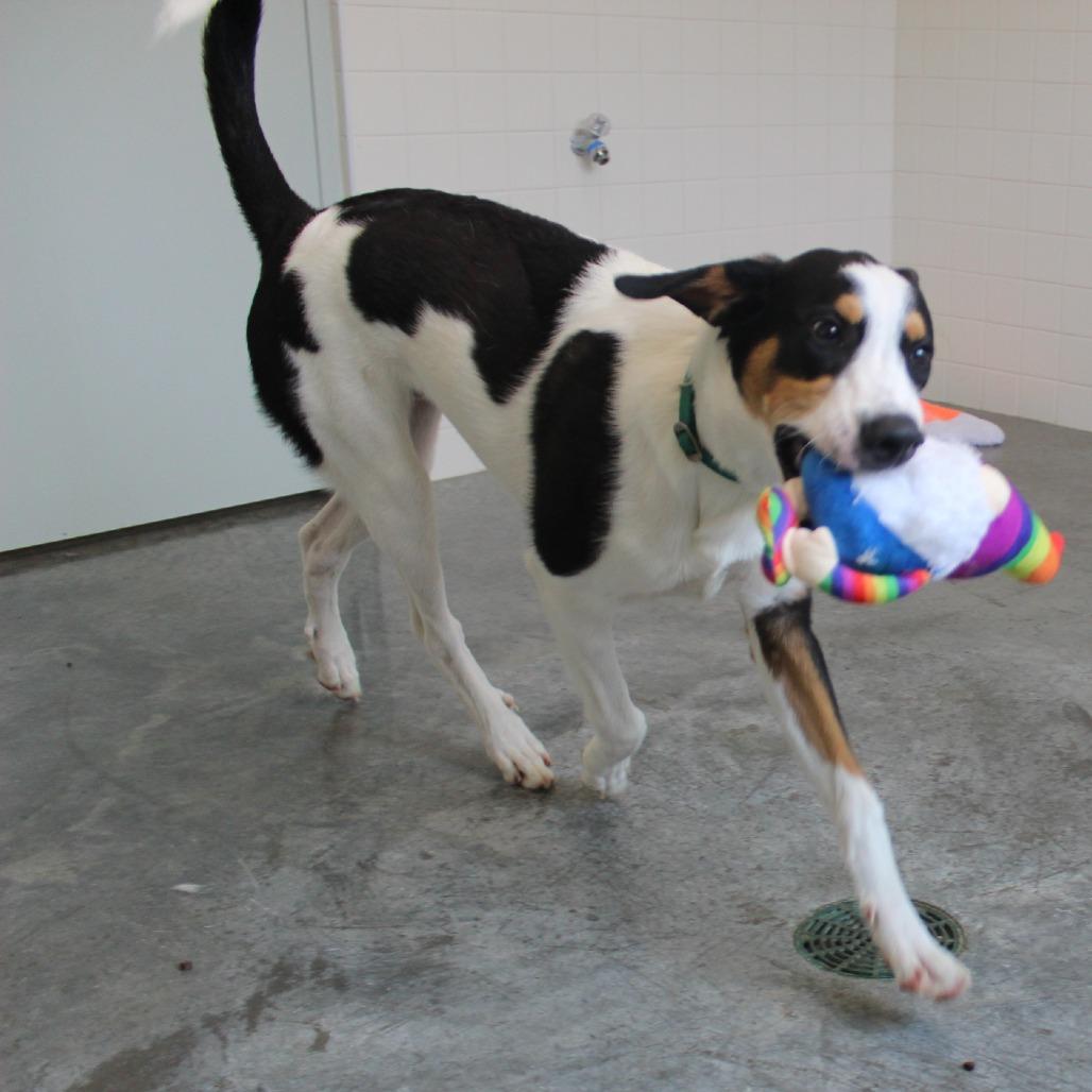 Enlarge Daniel, a Adoptable mixed breed in Melbourne, KY image 6/6