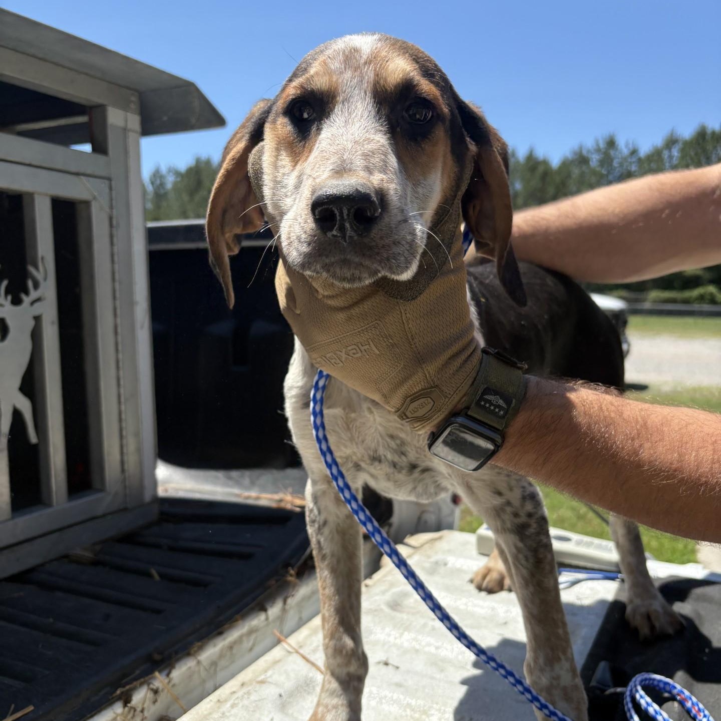 Dino, ADOPTABLE, Puppy Male Bluetick Coonhound.