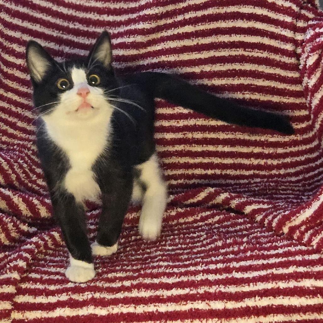 Luca, Adoptable, Kitten Male Domestic Medium Hair.