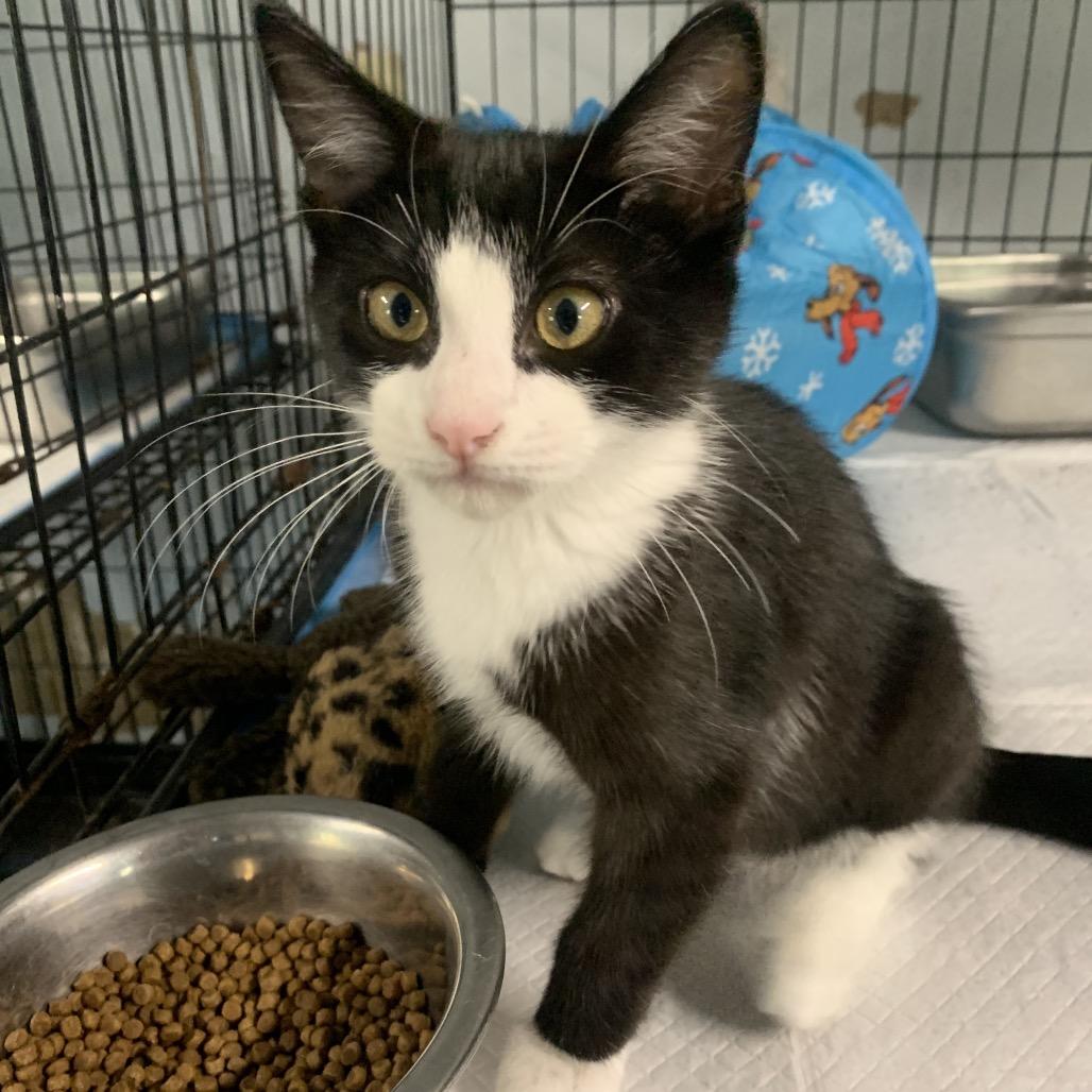 Luca, a Adoptable Domestic Medium Hair in Hattiesburg, MS image 2/2