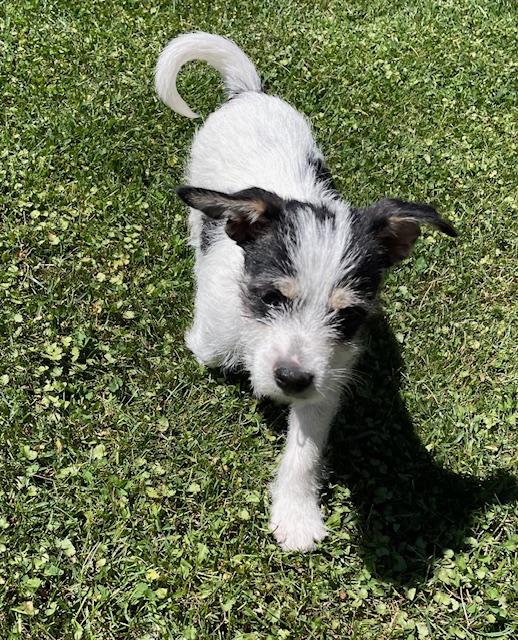 Enlarge Shortbread (Cookie litter), an adoptable mixed breed in Redwood City, CA image 5/6