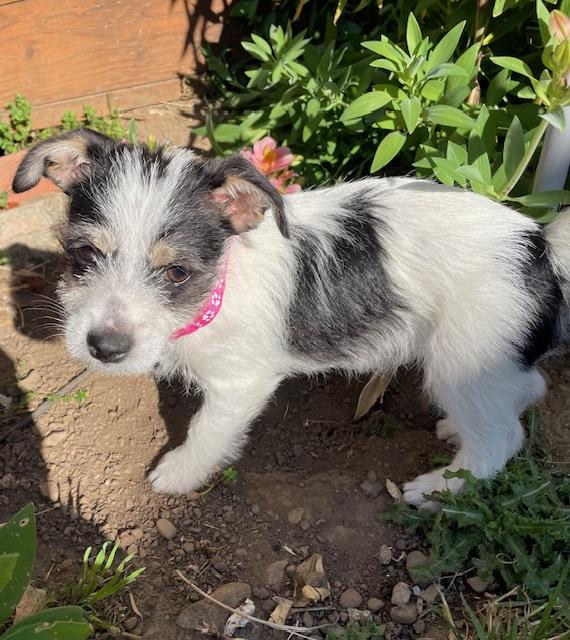 Enlarge Shortbread (Cookie litter), an adoptable mixed breed in Redwood City, CA image 4/6