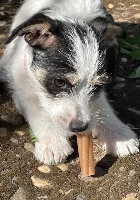 Enlarge Shortbread (Cookie litter), an adoptable mixed breed in Redwood City, CA image 3/6