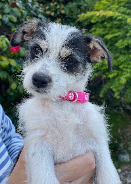 Shortbread (Cookie litter), adoptable, Puppy Female Terrier.