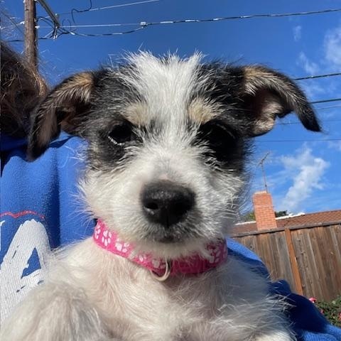 Enlarge Shortbread (Cookie litter), an adoptable mixed breed in Redwood City, CA image 6/6