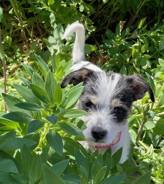 Enlarge Shortbread (Cookie litter), an adoptable mixed breed in Redwood City, CA image 2/6