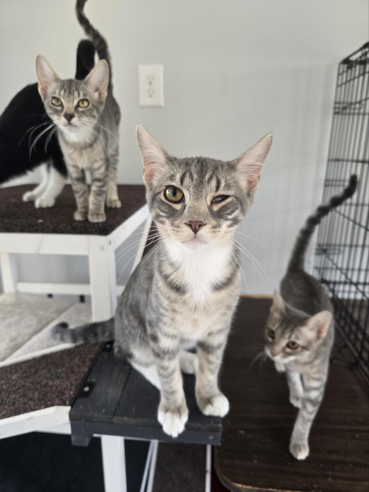 Enlarge Fox, a Adoptable Tabby in Beaufort, MO image 1/3