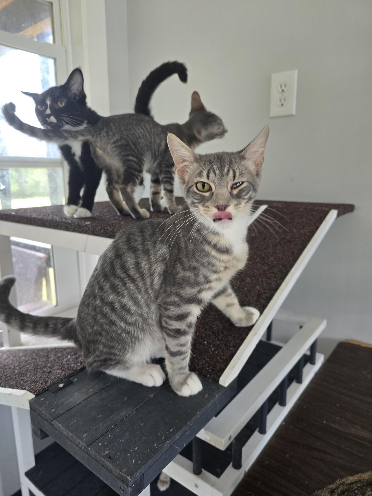 Enlarge Fox, a Adoptable Tabby in Beaufort, MO image 3/3