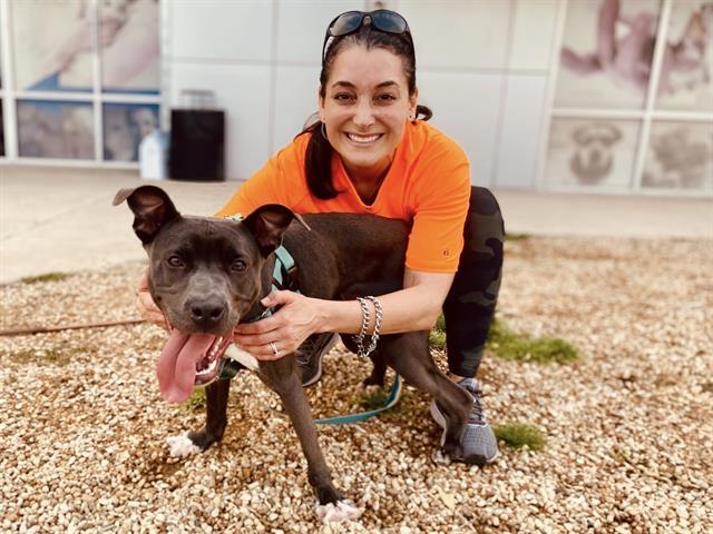 Enlarge WEBBIE, a Adoptable Mixed Breed in Dallas, TX image 1/1