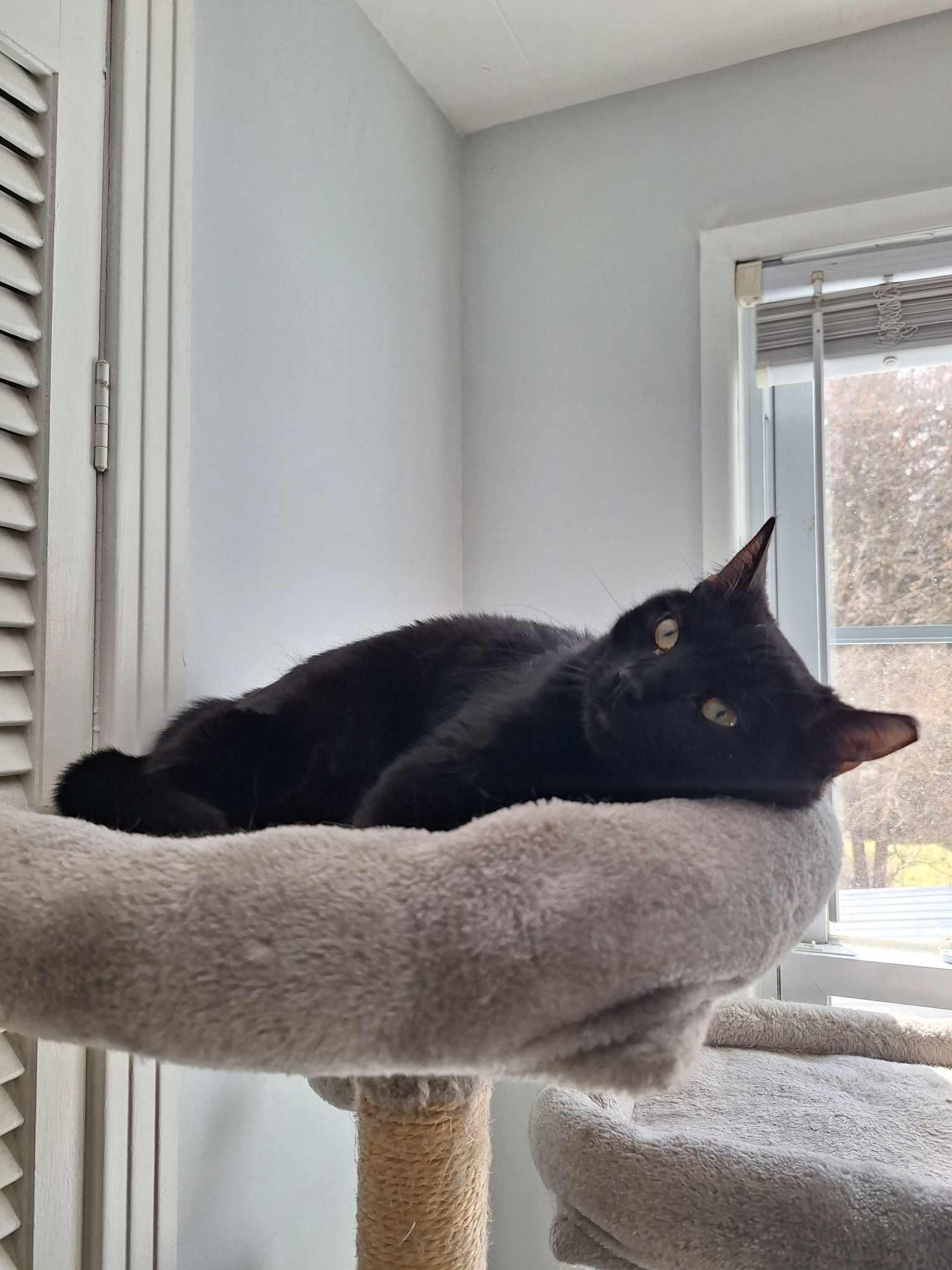 Rio, a Adoptable Domestic Short Hair in BUTLER, PA image 2/6