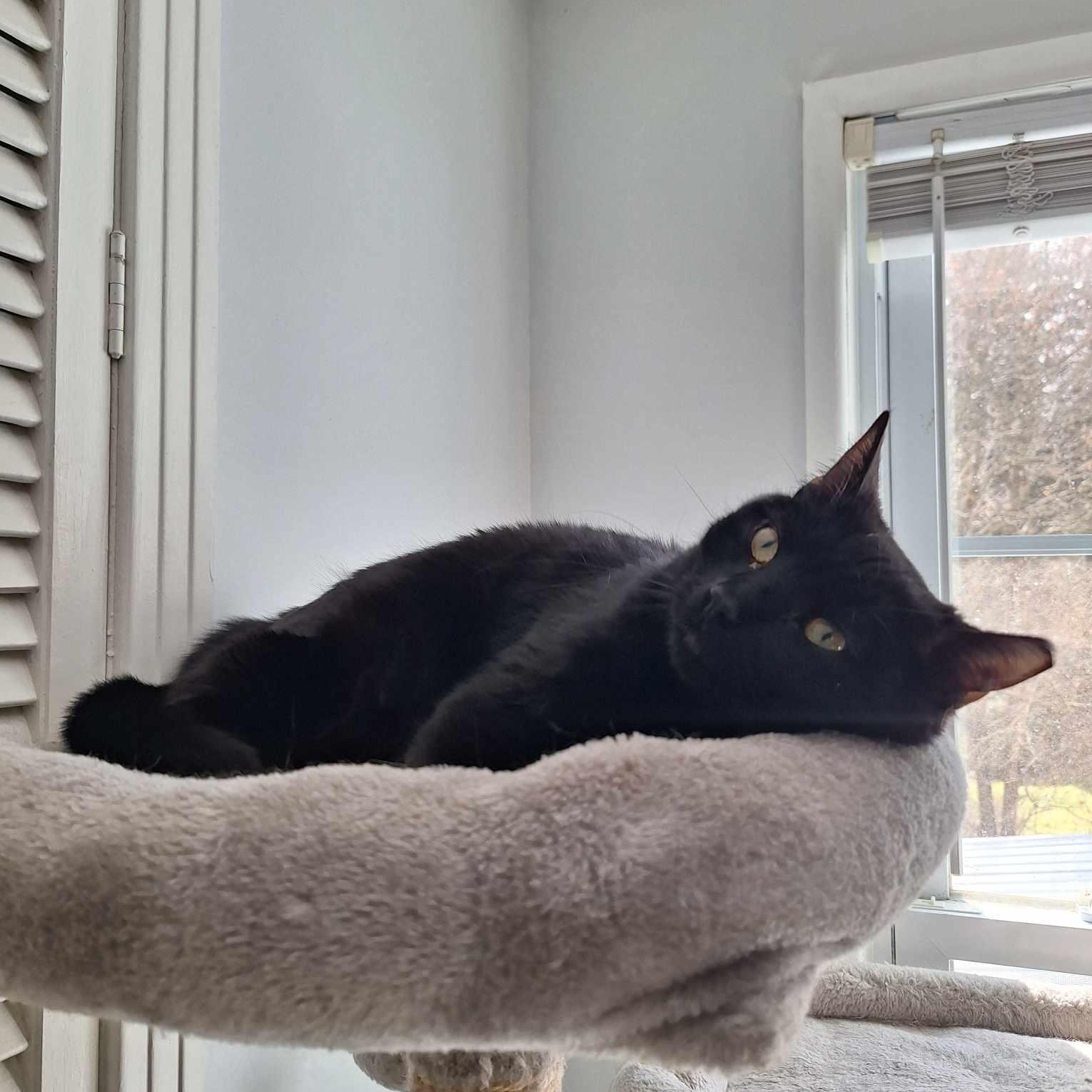 Enlarge Rio, a Adoptable Domestic Short Hair in BUTLER, PA image 2/6