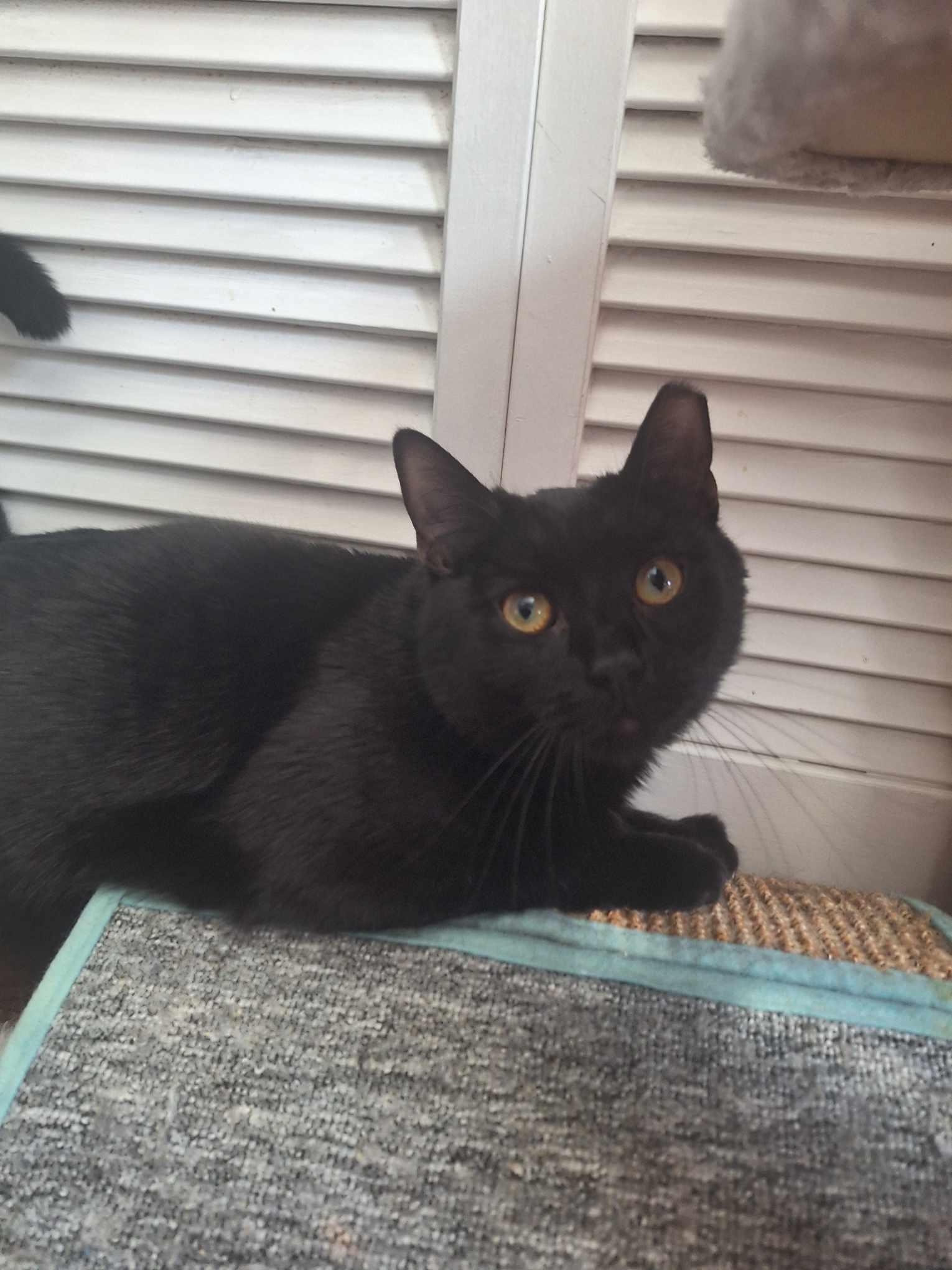 Rio, a Adoptable Domestic Short Hair in BUTLER, PA image 4/6