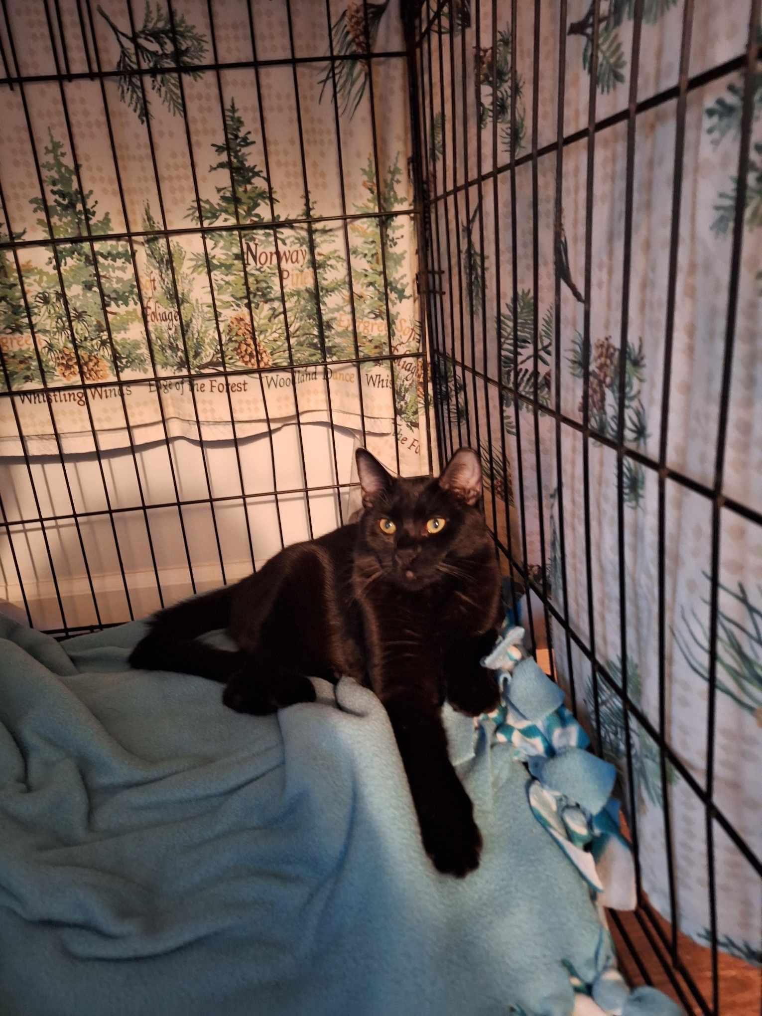 Rio, a Adoptable Domestic Short Hair in BUTLER, PA image 3/6