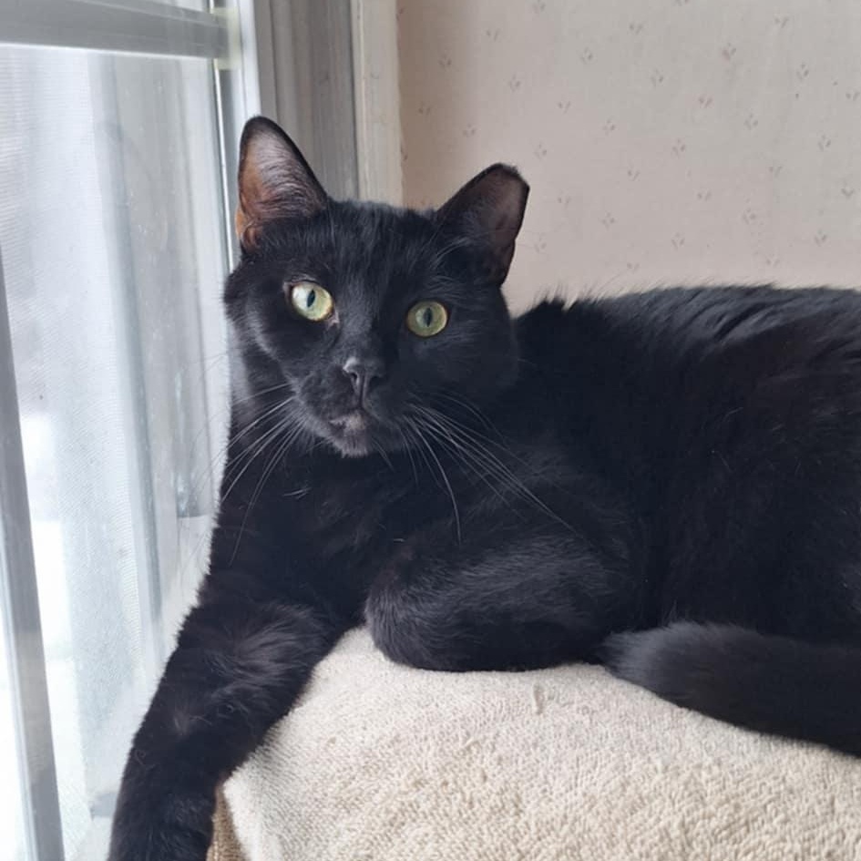 Rio, Adoptable, Young Female Domestic Short Hair.