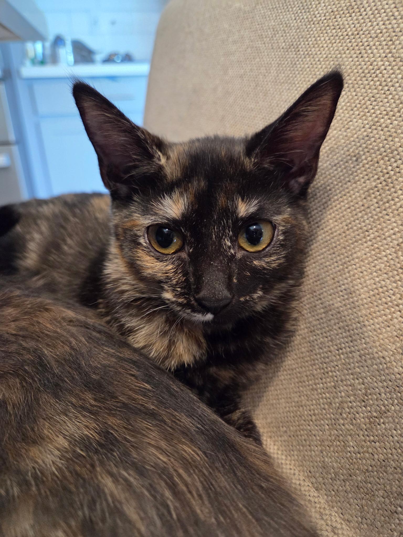 Enlarge Rochelle Roach, a ADOPTABLE mixed breed in Youngtown, AZ image 1/3