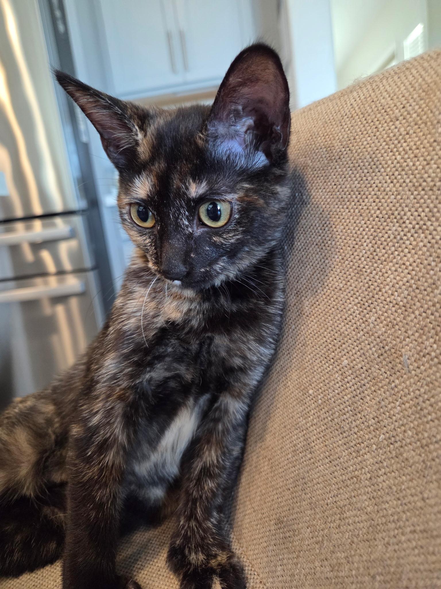 Enlarge Rochelle Roach, a ADOPTABLE mixed breed in Youngtown, AZ image 3/3
