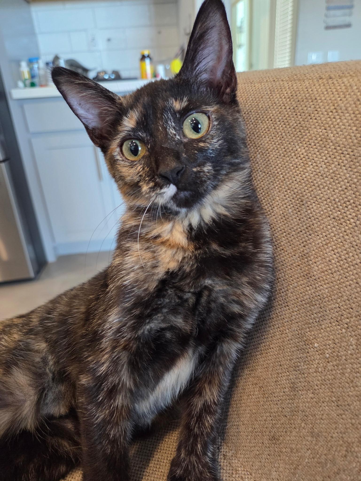 Enlarge Rochelle Roach, a ADOPTABLE mixed breed in Youngtown, AZ image 2/3