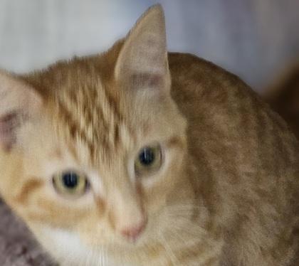 Scarecrow thumbnail 2