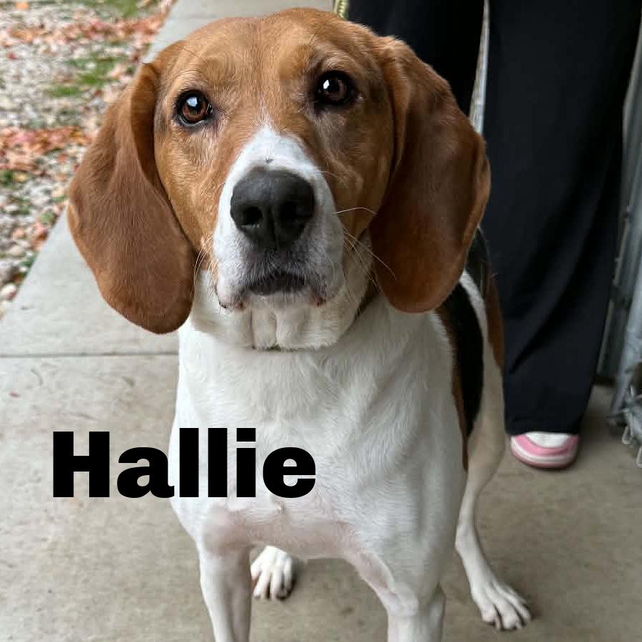 Enlarge Hallie 260693, a Adoptable Treeing Walker Coonhound in Escanaba, MI image 1/2