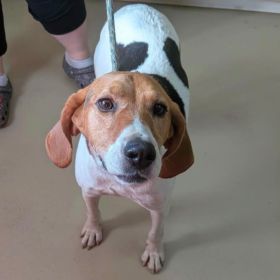 Enlarge Hallie 260693, a Adoptable Treeing Walker Coonhound in Escanaba, MI image 2/2