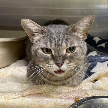 Enlarge Starlight, a Adoptable Domestic Short Hair in Springfield, IL image 1/3