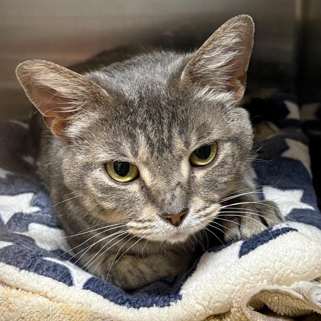 Enlarge Starlight, a Adoptable Domestic Short Hair in Springfield, IL image 2/3