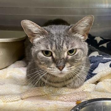 Enlarge Starlight, a Adoptable Domestic Short Hair in Springfield, IL image 3/3