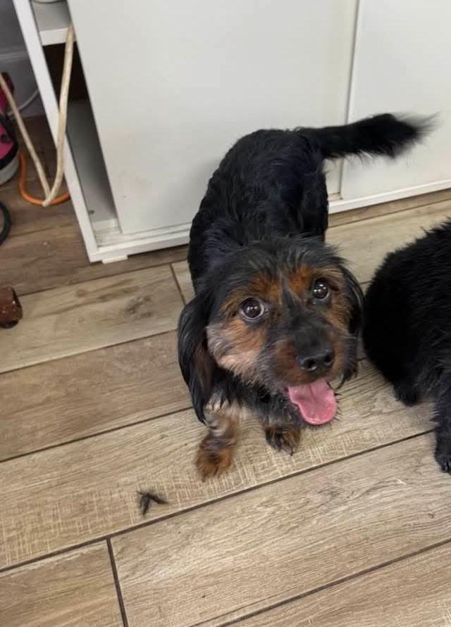Enlarge Milo, a Adoptable mixed breed in Fort Lauderdale, FL image 1/1