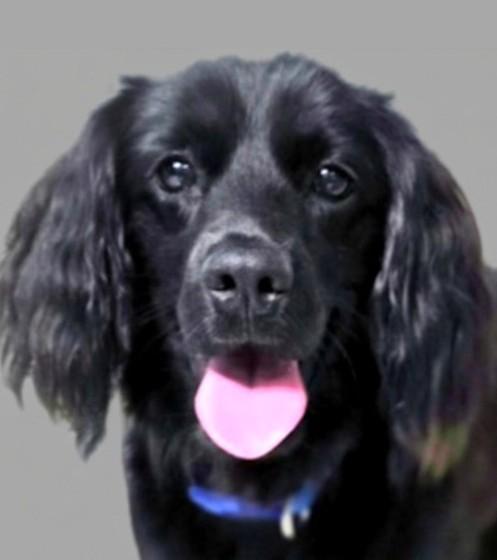 Percy, Adoptable, Adult Male Cocker Spaniel.